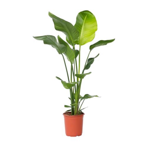 Plant in a Box - Strelitzia Nicolai - Weißer Paradiesvogelblume - Zimmerpflanze - Topf 21cm - Höhe 90-110cm von Plant in a Box