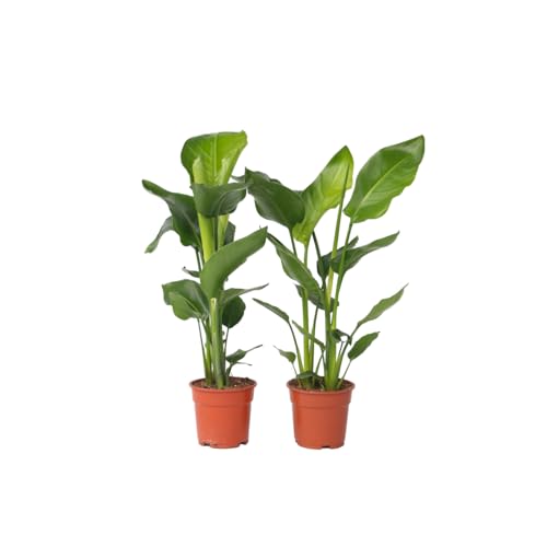 Plant in a Box - Strelitzia Nicolai - Weißer Paradiesvogelblume - 2er Set - Zimmerpflanzen - Topf 17cm - Höhe 55-70cm Plant in a Box - Strelitzia Nicolai - Weißer Paradiesvogelblume - 2er Set - Zimmerpflanzen - Topf 17cm - Höhe 55-70cm von Plant in a Box