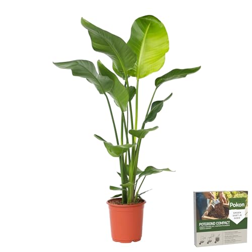 Plant in a Box - Strelitzia Nicolai - Pokon - Weißer Paradiesvogelblume - Zimmerpflanze - Topf 21cm - Höhe 90-110cm von Plant in a Box