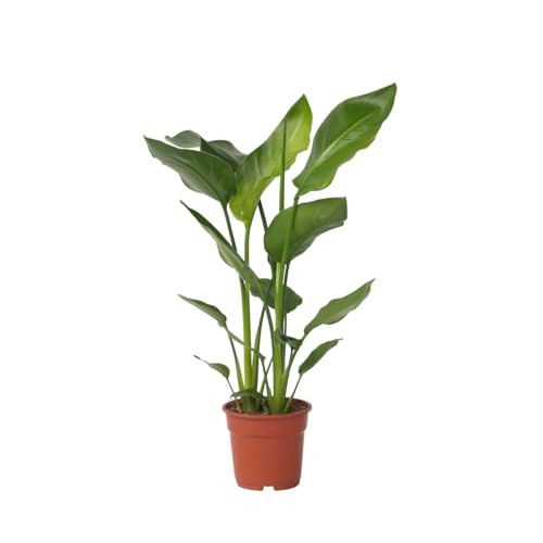 Plant in a Box - Strelitzia Nicolai - Weißer Paradiesvogelblume - Topf 17cm - Höhe 55-70cm von Plant in a Box