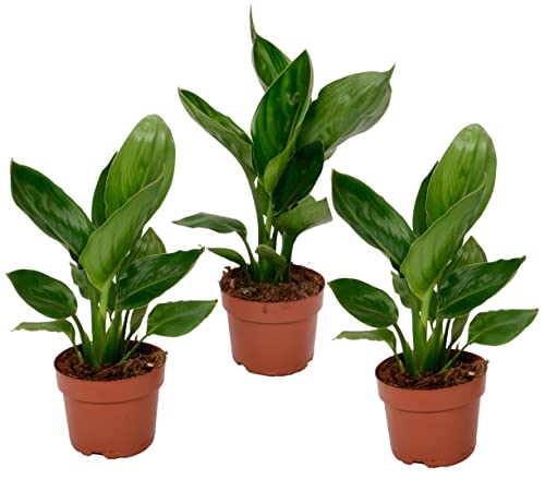 Plant in a Box - Strelitzia Reginea - 3er Set Strelitzie - Grüne Zimmerpflanze - Topf 9cm - Höhe 25-40cm von Plant in a Box