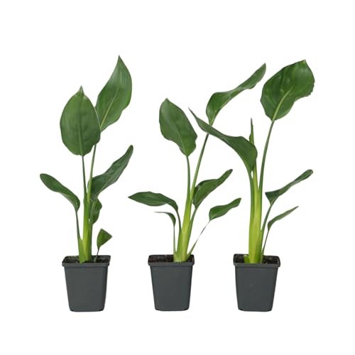 Plant in a Box - Strelitzia Reginea - 3er Set - Königs-Strelitzie - Grüne Zimmerpflanze - Topf 9cm - Höhe 25-40cm Plant in a Box - Strelitzia Reginea - 3er Set - Königs-Strelitzie - Grüne Zimmerpflanze - Topf 9cm - Höhe 25-40cm von Plant in a Box