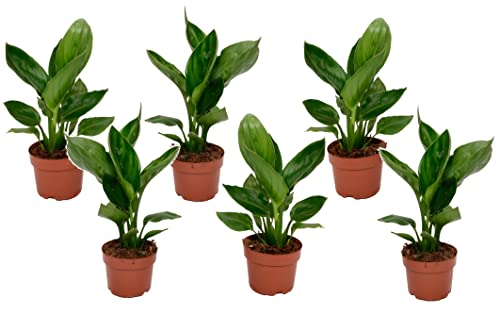 Plant in a Box - Strelitzia Reginea - 6er Set - Königs-Strelitzie - Grüne Zimmerpflanze - Topf 9cm - Höhe 25-40cm von Plant in a Box