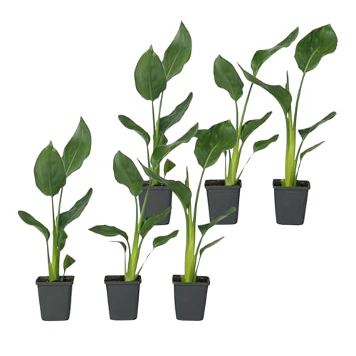 Plant in a Box - Strelitzia Reginea - 6er Set - Königs-Strelitzie - Grüne Zimmerpflanze - Topf 9cm - Höhe 25-40cm Plant in a Box - Strelitzia Reginea - 6er Set - Königs-Strelitzie - Grüne Zimmerpflanze - Topf 9cm - Höhe 25-40cm von Plant in a Box