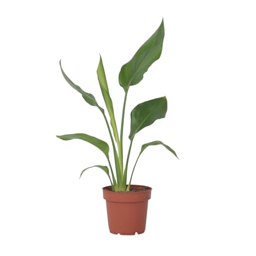 Plant in a Box - Strelitzia Reginea - Königs-Strelitzie - Grüne Zimmerpflanze - Topf 9cm - Höhe 25-40cm von Plant in a Box