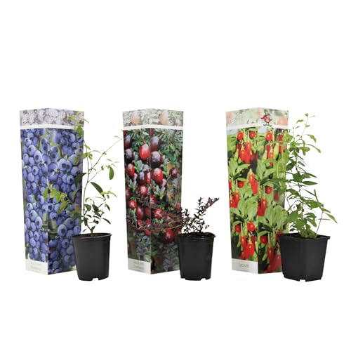 Plant in a Box - Superfrucht - 3er-Mix - Obstbäume - Blaubeere - Preiselbeere - Goji - Topf 9cm - Höhe 25-40cm von Plant in a Box