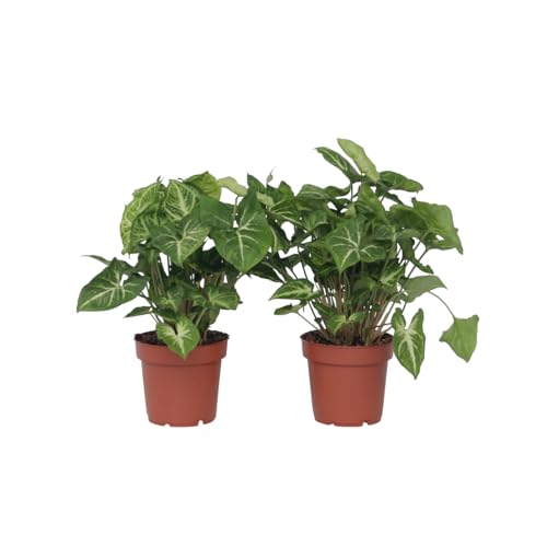 Plant in a Box - Syngonium 'Pixie' - Pfeilsplanze - 2er Set - Zimmerpflanzen - Topf 12cm - Höhe 25-40cm Plant in a Box - Syngonium 'Pixie' - Pfeilsplanze - 2er Set - Zimmerpflanzen - Topf 12cm - Höhe 25-40cm von Plant in a Box