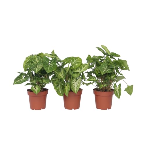 Plant in a Box - Syngonium 'Pixie' - Purpurtute - 3er Set - Zimmerpflanzen - Topf 12cm - Höhe 25-40cm von Plant in a Box