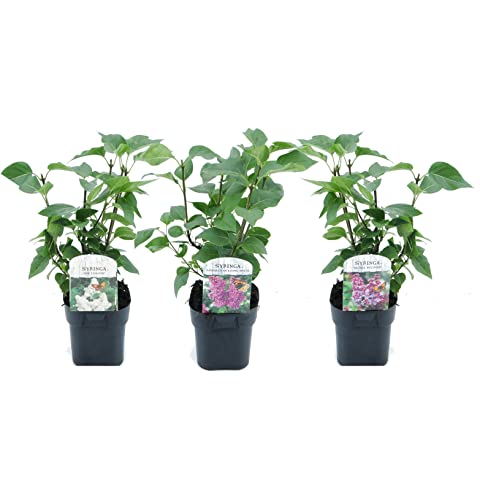 Plant in a Box - Syringa 'Ludwig Spath', Michel Buchner', Mme Lemoine' - 3er Mix - Flieder - Weiß, Rosa, Lila - Topf 17cm - Höhe 25-40cm von Plant in a Box