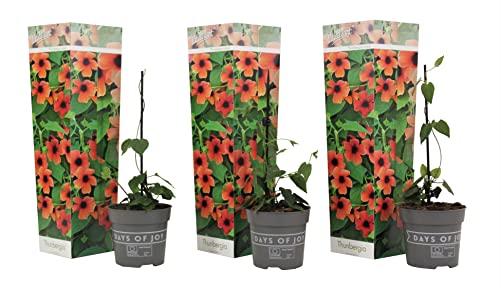 Plant in a Box - Thunbergia 'Arizona Red' - 3er-Set - Schwarzäugige Susanna - Topf 9cm - Höhe 25-40cm von Plant in a Box