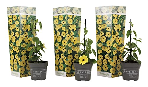Plant in a Box - Thunbergia 'Lemon Star' - 3er-Set - Schwarzäugige Susanna - Topf 9cm - Höhe 25-40cm von Plant in a Box
