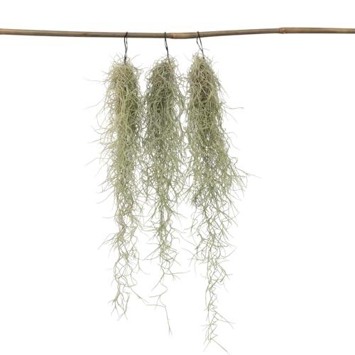 Plant in a Box - Tillandsia Usneoides - 3er Set - Spanisches Moos - Tillandsien - Zimmerpflanzen - Luftpflanzen - Höhe 25-40cm von Plant in a Box