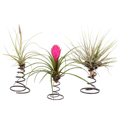 Plant in a Box - Tillandsia auf einer dekorativen Spirale - 3er Set - Tillandsien - Höhe 5-15cm von Plant in a Box