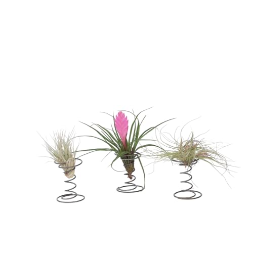 Plant in a Box - Tillandsia auf einer dekorativen Spirale - 3er Set - Tillandsien - Höhe 5-15cm von Plant in a Box