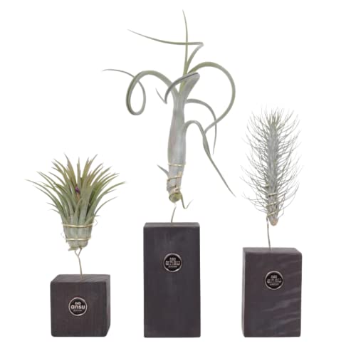 Plant in a Box - Tillandsien 'Verbranntes Holz Trio' - 3er Mix luftpflanzen Echt - Dekorativ Verbranntes Holz - Tillandsia - Höhe 30-35cm von Plant in a Box