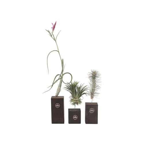 Plant in a Box - Tillandsien 'Verbranntes Holz Trio' - 3er Mix luftpflanzen Echt - Dekorativ Verbranntes Holz - Tillandsia - Höhe 30-35cm von Plant in a Box
