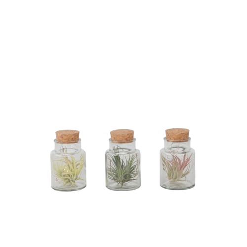 Plant in a Box - Tillandsien - Mix von 3 - Tillandsia - Luftpflanzen in dekorativer Glasflasche - Höhe 5-15cm von Plant in a Box