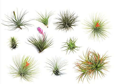 Plant in a Box - Tillandsien Pflanzen mix - 10er Mix - Luftpflanzen echt - Tillandsia - Höhe 5-15cm von Plant in a Box