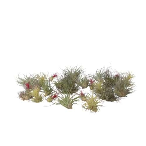 Plant in a Box - Tillandsien Pflanzen mix - 24er Mix - Luftpflanzen echt - Tillandsia - Höhe 5-15cm von Plant in a Box