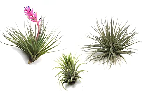 Plant in a Box - Tillandsien Pflanzen mix - 3er Mix - Luftpflanzen echt - Tillandsia - Höhe 5-15cm von Plant in a Box