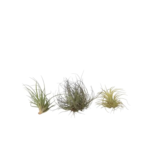 Plant in a Box - Tillandsien Pflanzen mix - 3er Mix - Luftpflanzen echt - Tillandsia - Höhe 5-15cm von Plant in a Box