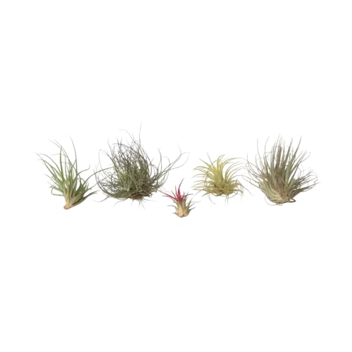 Plant in a Box - Tillandsien Pflanzen mix - 5er Mix - Luftpflanzen echt - Tillandsia - Höhe 5-15cm von Plant in a Box