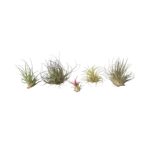 Plant in a Box - Tillandsien Pflanzen mix - 6er Mix - Luftpflanzen echt - Tillandsia - Höhe 5-15cm von Plant in a Box