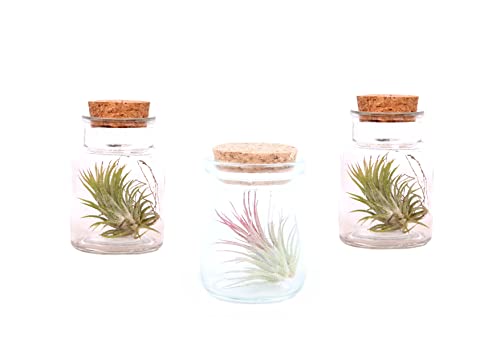 Plant in a Box - Tillandsien - Mix von 3 - Tillandsia - Luftpflanzen in dekorativer Glasflasche - Höhe 5-15cm von Plant in a Box