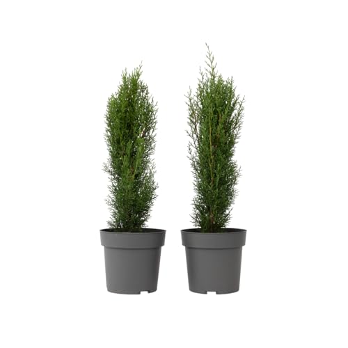 Plant in a Box - Toskanische Zypresse 'Totem' - 2er Set - Cupressus sempervirens - Toskana Säulen Mittelmeerzypresse - Winterhart - Topf 19cm - Höhe 60-80cm Plant in a Box - Toskanische Zypresse 'Totem' - 2er Set - Cupressus sempervirens - Toskana Säulen Mittelmeerzypresse - Winterhart - Topf 19cm - Höhe 60-80cm von Plant in a Box