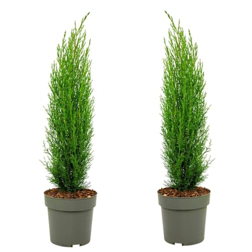 Plant in a Box - Toskanische Zypresse 'Totem' - Pokon - 2er Set - Cupressus sempervirens - Toskana Säulen Mittelmeerzypresse - Winterhart - Topf 19cm - Höhe 60-80cm Plant in a Box - Toskanische Zypresse 'Totem' - Pokon - 2er Set - Cupressus sempervirens - Toskana Säulen Mittelmeerzypresse - Winterhart - Topf 19cm - Höhe 60-80cm von Plant in a Box