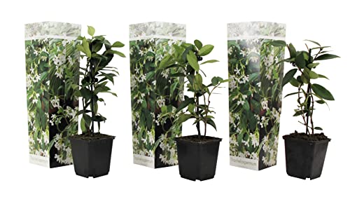 Plant in a Box - Trachelospermum Jasminoides Weiß - 3er Set - Jasmin Immergrün - Kletterpflanze Winterhart - Topf 9cm - Höhe 25-40cm von Plant in a Box