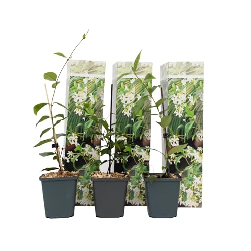 Plant in a Box - Trachelospermum Jasminoides Weiß - 3er Set - Jasmin Immergrün - Kletterpflanze Winterhart - Topf 9cm - Höhe 25-40cm von Plant in a Box