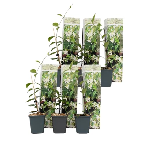 Plant in a Box - Trachelospermum Jasminoides Weiß - 6er Set - Jasmin Immergrün - Kletterpflanze Winterhart - Topf 9cm - Höhe 25-40cm von Plant in a Box