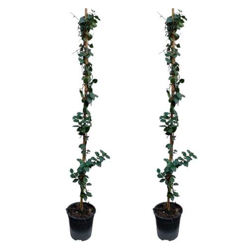 Plant in a Box - Trachelospermum jasminoides Gelb - 2er Set - Star der Toskana - Jasmine XL - Winterharte Kletterpflanze - Topf 17cm - Höhe 110-120cm von Plant in a Box