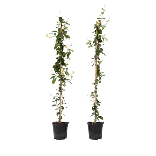 Plant in a Box - Trachelospermum jasminoides Gelb - 2er Set - Star der Toskana - Jasmine XL - Winterharte Kletterpflanze - Topf 17cm - Höhe 110-120cm Plant in a Box - Trachelospermum jasminoides Gelb - 2er Set - Star der Toskana - Jasmine XL - Winterharte Kletterpflanze - Topf 17cm - Höhe 110-120cm von Plant in a Box