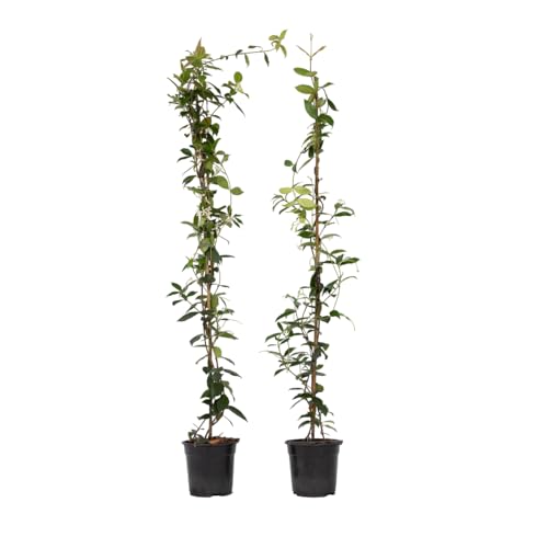 Plant in a Box - Trachelospermum jasminoides Weiß - 2er set - Toskanischer Sternjasmin Winterhart - Topf 17cm - Höhe 110-120cm Plant in a Box - Trachelospermum jasminoides Weiß - 2er set - Toskanischer Sternjasmin Winterhart - Topf 17cm - Höhe 110-120cm von Plant in a Box