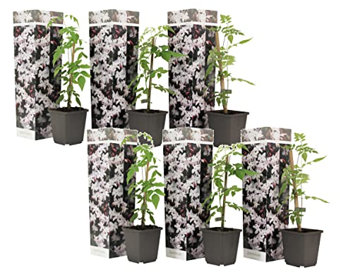 Plant in a Box - Trachelospermum jasminoides Officinale - 6er Set Jasmin Pflanze Winterhart - Topf 9cm - Höhe 25-40cm von Plant in a Box