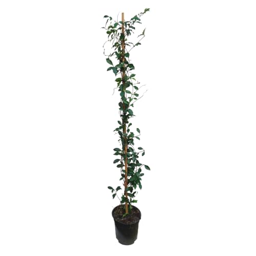 Plant in a Box - Trachelospermum jasminoides 'Rosa Duschen' - Jasmine XL - Winterharte Kletterpflanze - Topf 17cm - Höhe 110-120cm von Plant in a Box