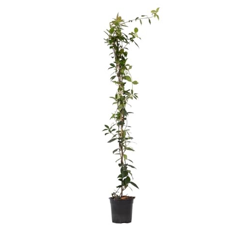 Plant in a Box - Trachelospermum jasminoides Weiß - Toskanischer Sternjasmin Winterhart - Topf 17cm - Höhe 110-120cm von Plant in a Box