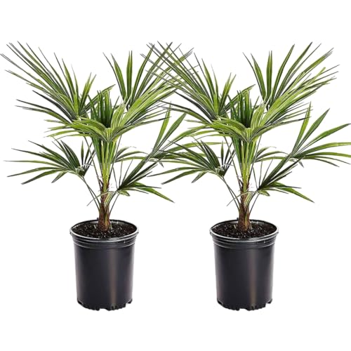 Plant in a Box - Trachycarpus Fortunei - 2er Set - Asiatische Fächerpalme - Palme Winterhart für draußen - Topf 15cm - Höhe 35-45cm von Plant in a Box