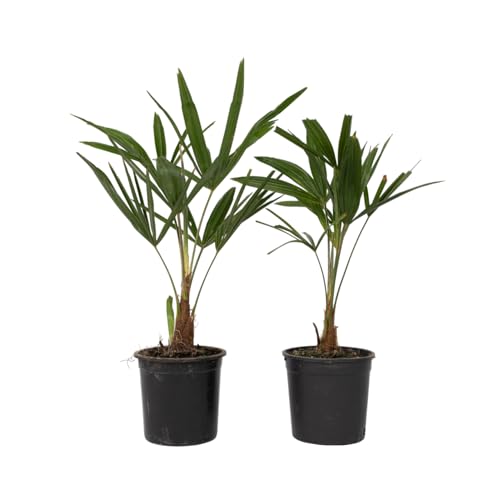 Plant in a Box - Trachycarpus Fortunei - 2er Set - Asiatische Fächerpalme - Palme Winterhart für draußen - Topf 15cm - Höhe 35-45cm von Plant in a Box