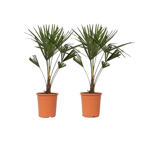 Plant in a Box - Trachycarpus Fortunei - 2er Set - Asiatische Fächerpalme - Palme Winterhart für draußen - Gartenpflanze - Topf 21cm -Höhe 65-75cm von Plant in a Box