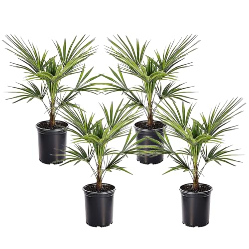 Plant in a Box - Trachycarpus Fortunei - 4er Set - Asiatische Fächerpalme - Winterharte Palme - Topf 15cm -Höhe 35-45cm von Plant in a Box