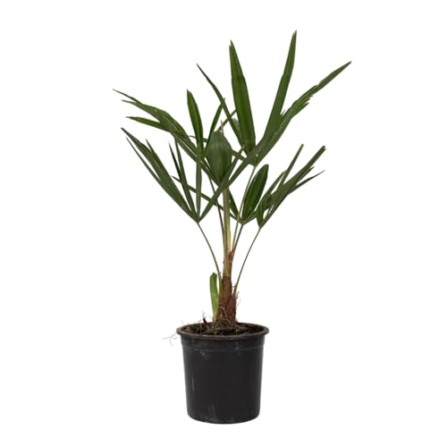 Plant in a Box - Trachycarpus Fortunei - Asiatische Fächerpalme - Winterharte Palme - Topf 15cm - Höhe 35-45cm von Plant in a Box