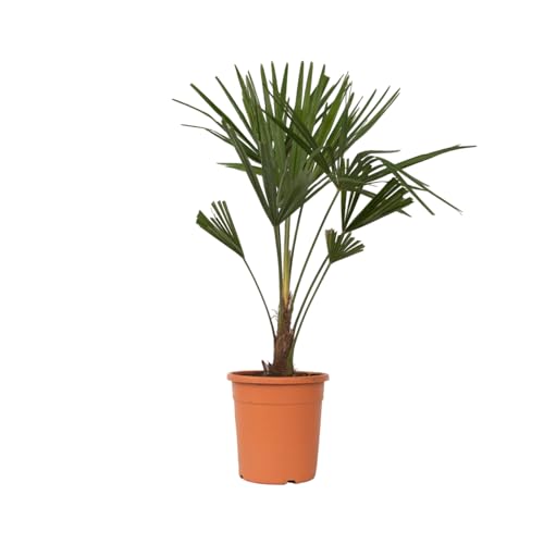 Plant in a Box - Trachycarpus Fortunei - Asiatische Fächerpalme - Palme Winterhart für draußen - Gartenpflanze - Topf 21cm - Höhe 65-75cm von Plant in a Box