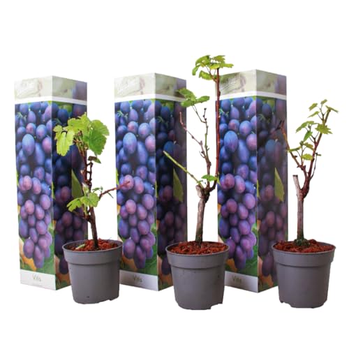 Plant in a Box - Traubenpflanzen - 3er Set - Vitis Vinifera 'Cabernet franc' - Weintraube Blau - Winterhart - Topf 9cm - Höhe 25-40cm von Plant in a Box