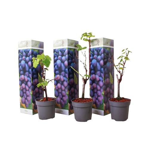 Plant in a Box - Traubenpflanzen - 3er Set - Vitis Vinifera 'Cabernet franc' - Weintraube Blau - Winterhart - Topf 9cm - Höhe 25-40cm Plant in a Box - Traubenpflanzen - 3er Set - Vitis Vinifera 'Cabernet franc' - Weintraube Blau - Winterhart - Topf 9cm - Höhe 25-40cm von Plant in a Box