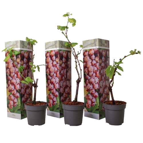 Plant in a Box - Traubenpflanzen - 3er Set - Vitis Vinifera 'Pinot gris' - Weintraube Rot - Winterhart - Topf 9cm - Höhe 25-40cm von Plant in a Box