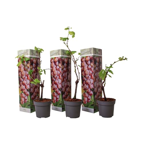 Plant in a Box - Traubenpflanzen - 3er Set - Vitis Vinifera 'Pinot gris' - Weintraube Rot - Winterhart - Topf 9cm - Höhe 25-40cm von Plant in a Box