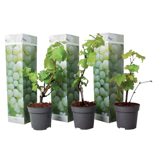 Plant in a Box - Traubenpflanzen - 3er Set - Vitis Vinifera 'Chardonnay' - Weintraube Weiß - Winterhart - Topf 9cm - Höhe 25-40cm von Plant in a Box